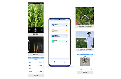 果洛藏族自治州小麦亩穗数分析仪IN-XM…